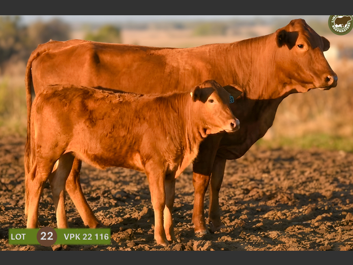 VPK220116 | WENKOR BEEFMASTERS