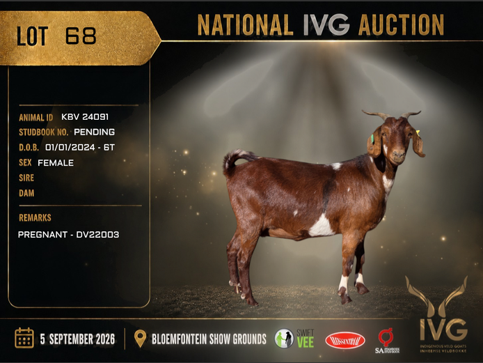 KBV 24091 | KAMEELBOOM STUD