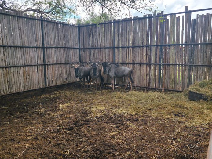 BLOUWILDEBEES | HANLEY