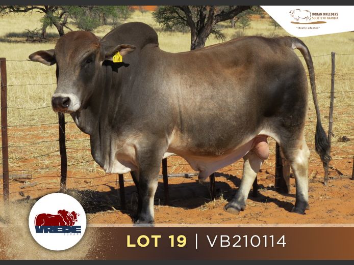 21-0114VB | VREDE BORANE