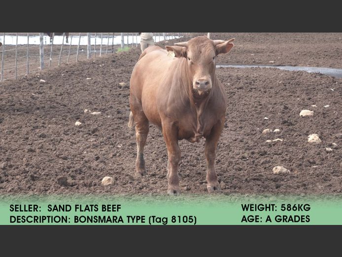 Bonsmara Type  (Tag 8105) | Sand Flats Beef