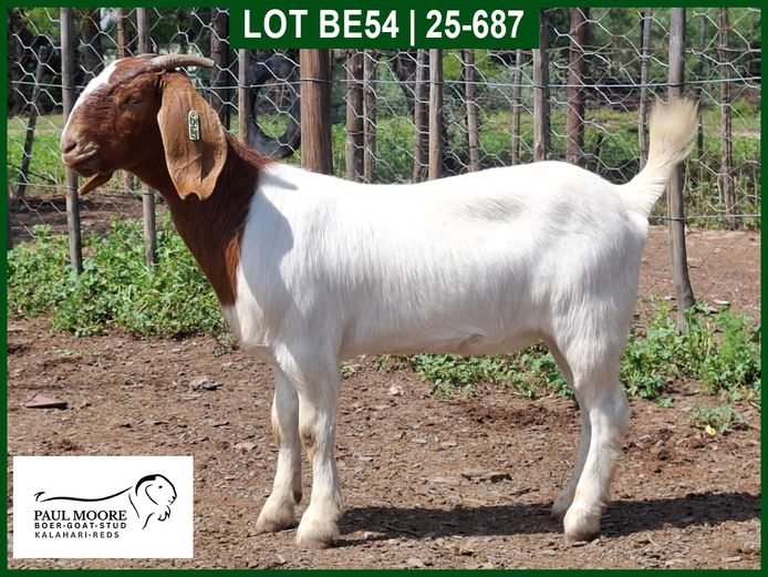 25-687 | Mooredale