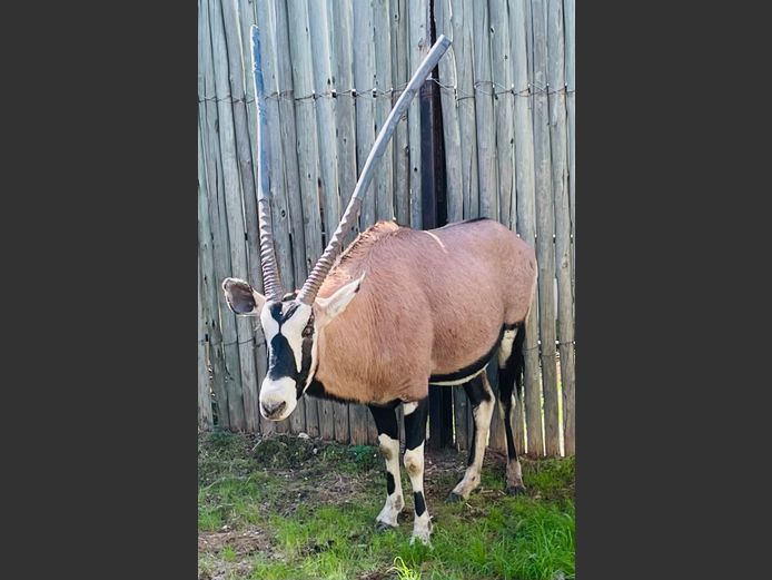 Rooi Gemsbok Bul