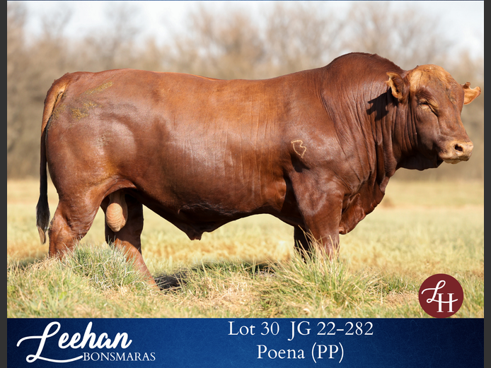 JG220282 | Leehan Bonsmara