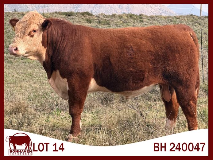 BH240047 SC | BONHAVEN HEREFORDS