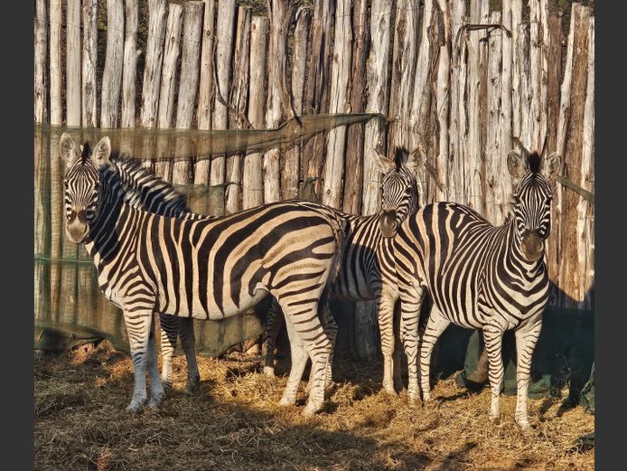 ZEBRA | ZWARTKLOOF