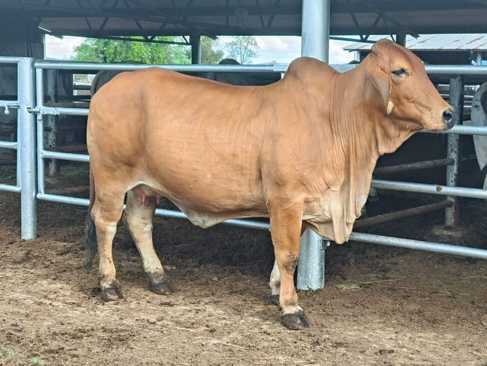 R10W1699 | R10 BRAHMANS