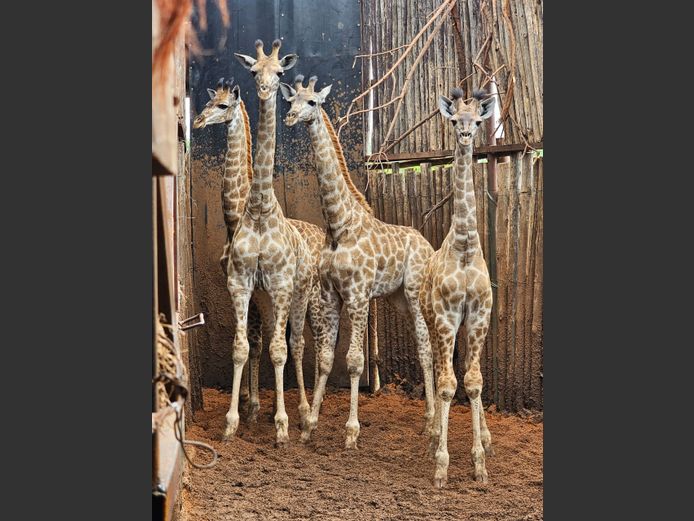 GIRAFFE | MABALINGWE