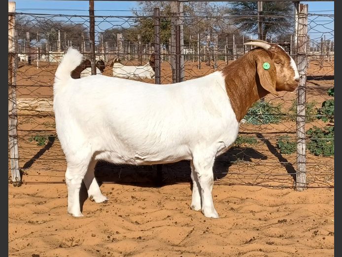 554250015 | WITSAND BOERBOKSTOET