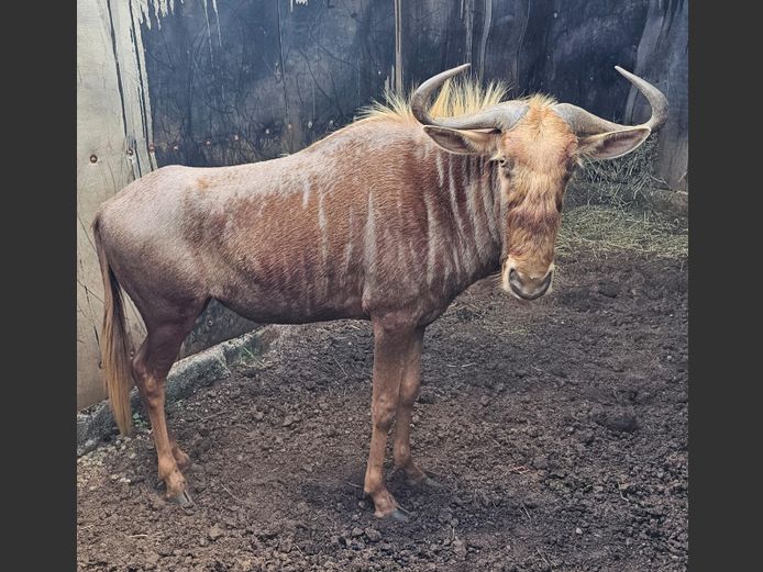 GOUE WILDEBEES | RDB SAFARIS