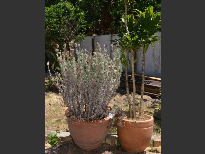 LOT OF 2: PLANTERS WITH PLANTS, 33cm Diameter x 25cm High & 25cm Diameter x 24cm High