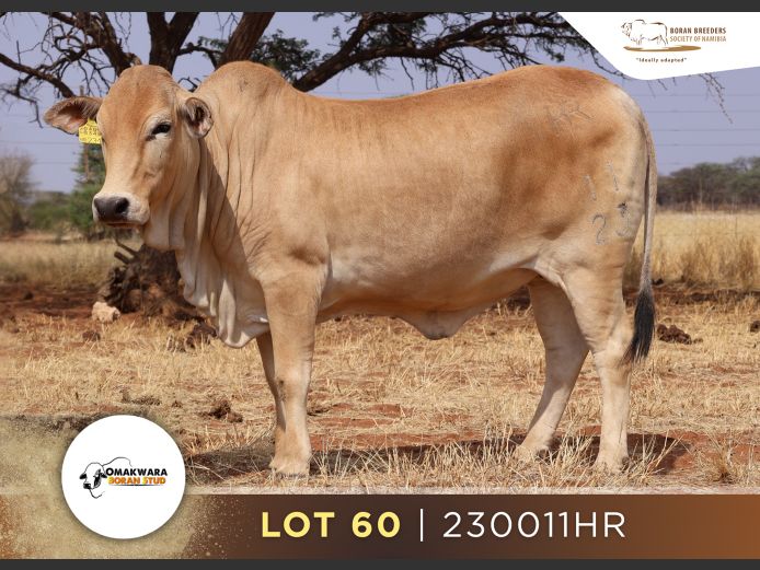 23-0011HR | OMAKWARA BORAN STUD