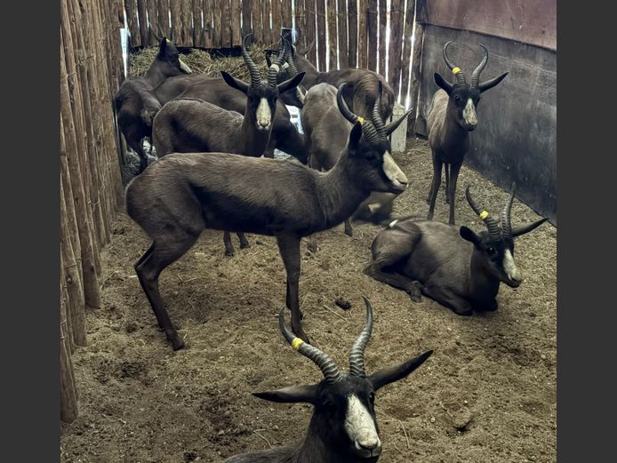 Swart Springbok Ramme