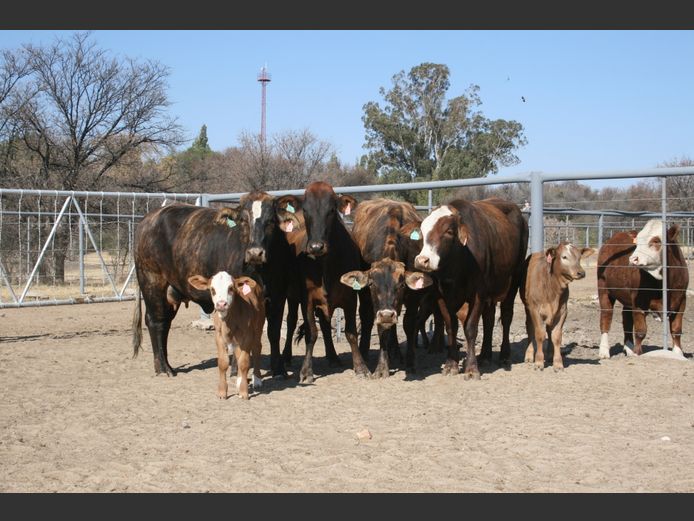 Commercial Animals