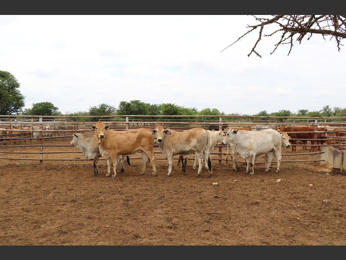 Commercial Animals | JP du Preez