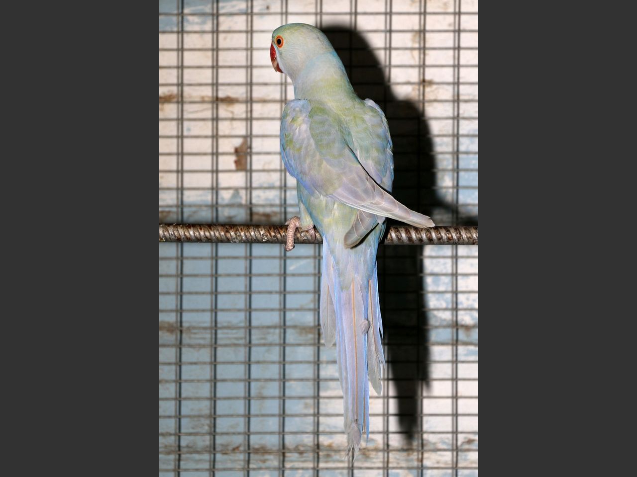 images
