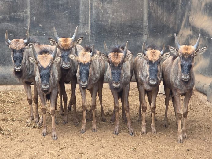 BLOUWILDEBEES | ZEEKOEVALLEY
