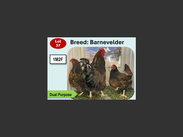  BARNEVELDER | ANNUAL MYTILUS AND ELOFF