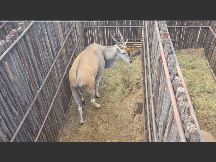 ELAND | HANLEY