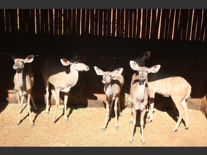 Koedoes