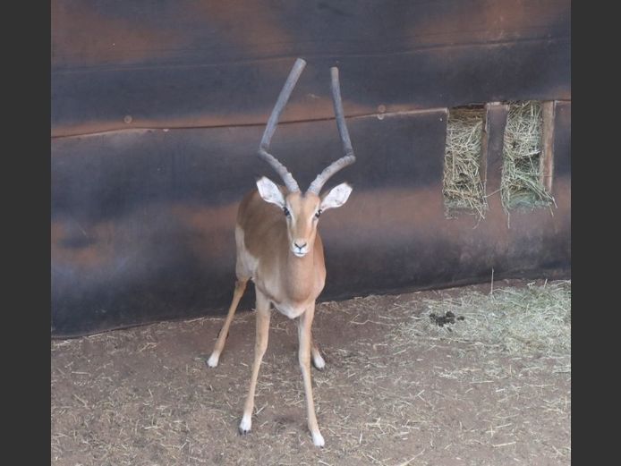 ROOIBOK