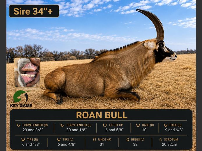ROAN / BASTER GEMSBOK | KEY GAME