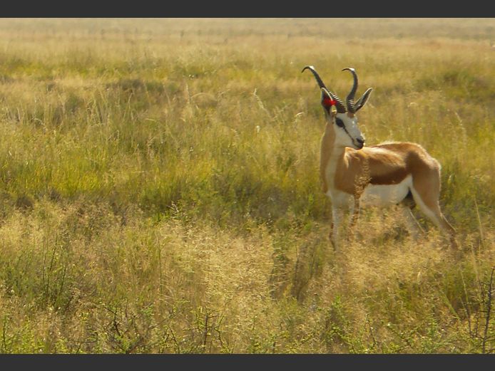 Kalahari Springbok | PDJ CILLIERS WILDLIFE