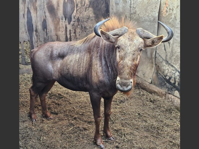 GOUE KONINGS WILDEBEES 28" (no vat) | KOLOBE WILDLIFE