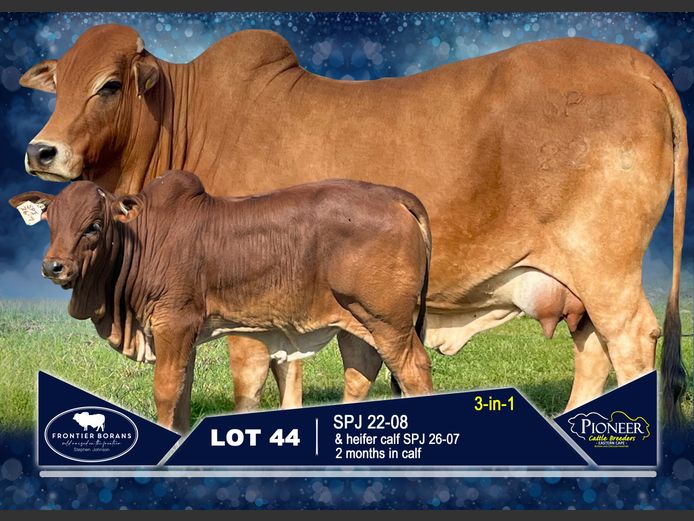 SPJ 220008 | S.P. JOHNSON