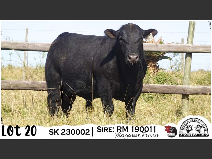 SK 230002