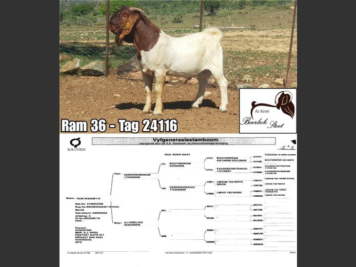 24116 | Grootvlak Boerbokke