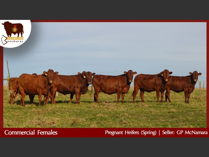 Commercial Animals | GP McNamara