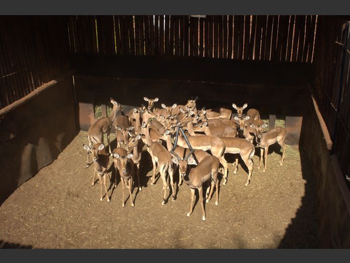 ROOIBOKKE