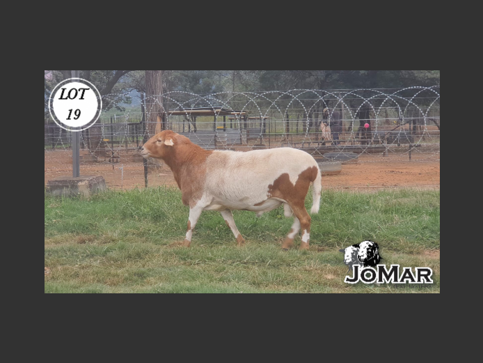 Ram | JoMar Meatmasters