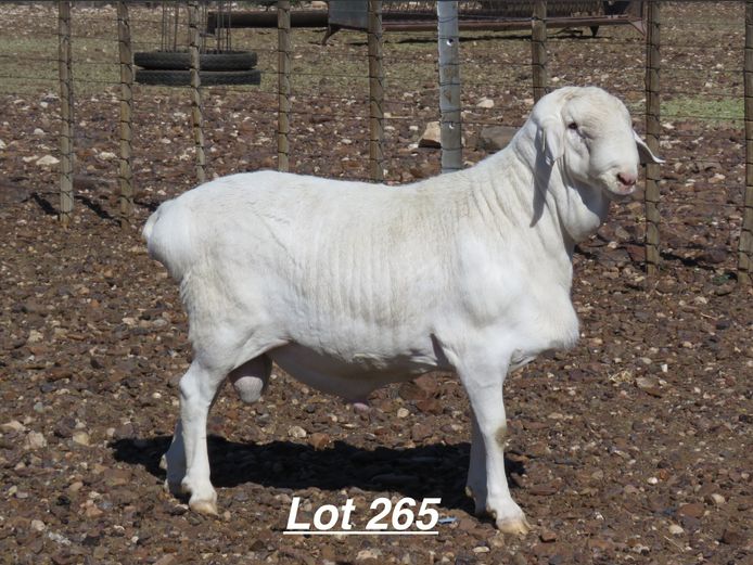 4340 | Louis van Rensburg