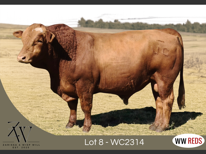 WC2314 | WISP WILL REDS