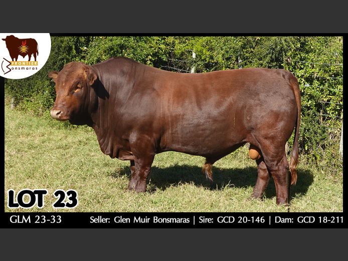 GLM 230033 | GLEN MUIR BONSMARAS