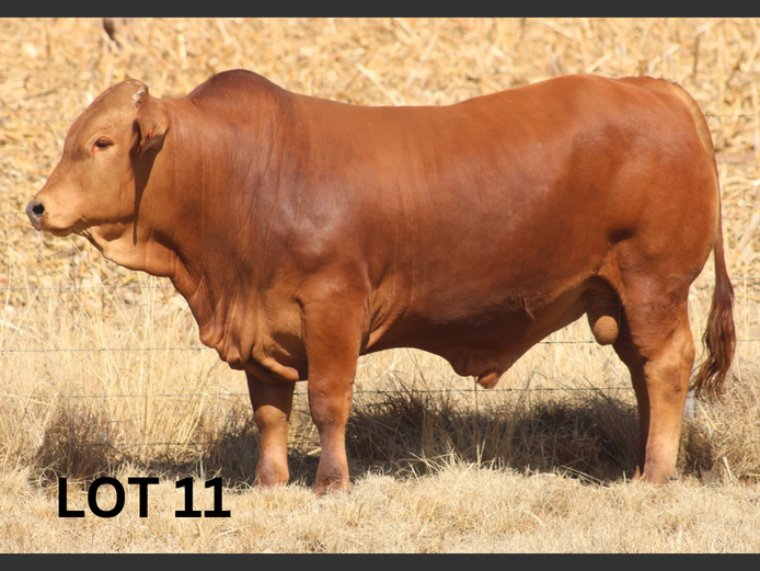 PM23 303 | Muirfontein Beefmasters