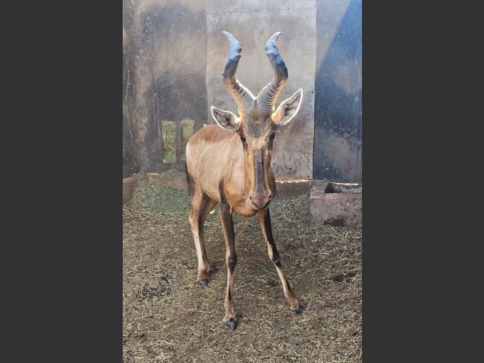 RED HARTEBEEST | DE KOCK BDY