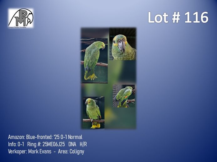 0-1 '25 Amazon: Blue-fronted: Normal - Mark Evans