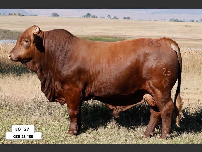 GSB23-185