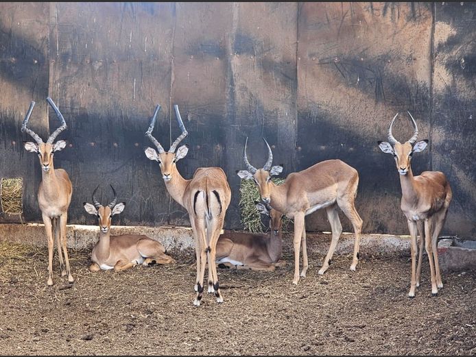 IMPALA | ZEEKOEVALLEY
