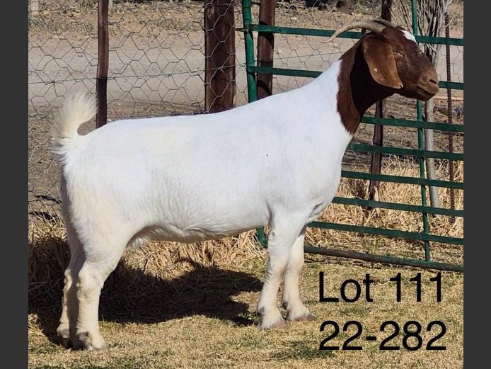 220282 | DU PREEZKRAAL