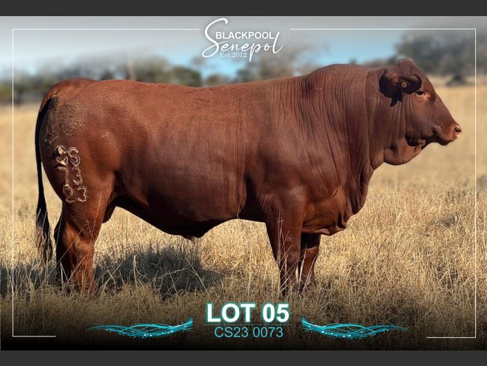 CS230073 | C.G. SHEARD