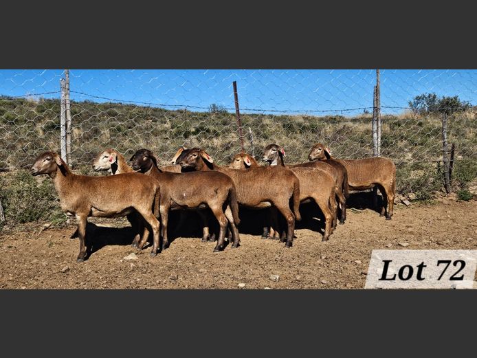 Ewes | Ben Tson