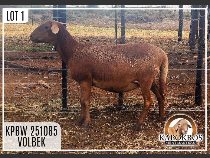 KPBW251085 | Kapokbos Meatmasters