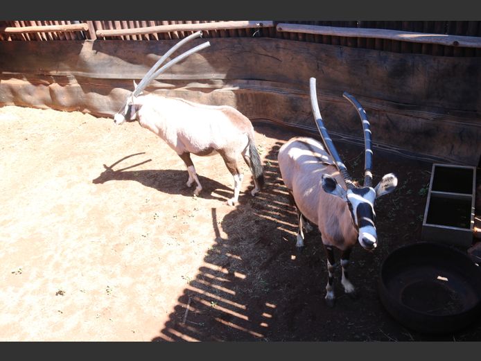 GEMSBOKKE