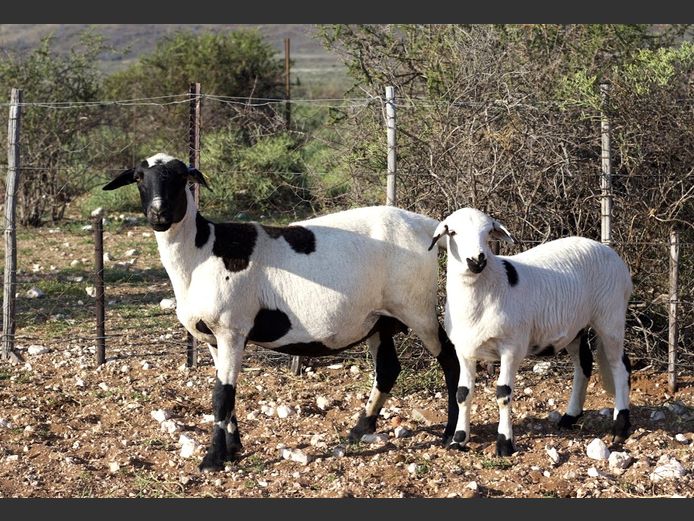 KM 24-4325 | Kanyezi Meatmasters