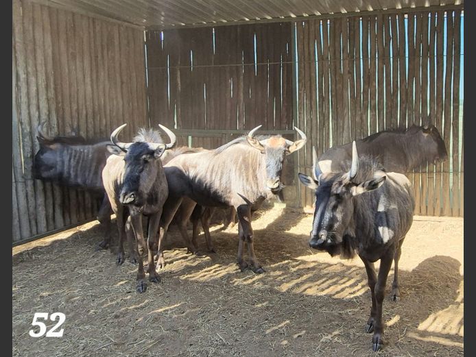 BLOUWILDEBEES | SCHALK VAN ZYL