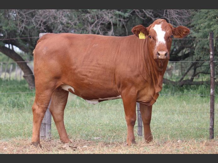 DM231252B | KAMAB SIMBRA